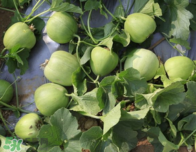 甜瓜能多吃吗?,甜瓜孕妇可以吃吗可以多吃吗