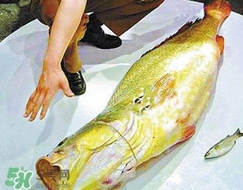 金钱鳘鱼胶如何辨别真假,金钱鳘鱼胶是什么鱼