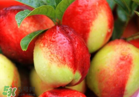 油桃和香蕉能一起吃吗?,桃跟香蕉可以一起吃吗