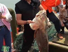 金钱鳘市场价多少,oppor15值多少钱