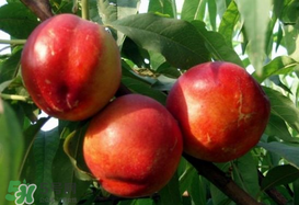 芒果和油桃能一起吃吗?,牛油果和芒果可以一起吃吗?