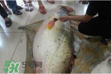 黄唇鱼的鱼鳔,黄花鱼鱼鳔 黄唇鱼的鱼鳔,黄花鱼鱼鳔