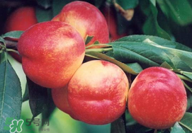 油桃是嫁接的吗,油桃是什么嫁接出来的