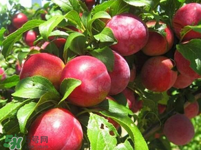 油桃是发物吗,油桃是发物吗?油桃什么人不能吃?