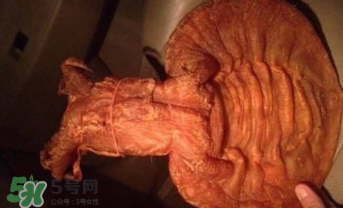 黄唇鱼鱼鳔是什么部位,黄唇鱼的鱼鳔