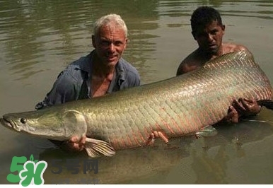 金钱鳘是什么鱼,金钱鳘是什么鱼演变来的 金钱鳘是什么鱼,金钱鳘是什么鱼演变来的