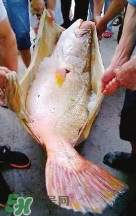 人工养殖黄唇鱼,光唇鱼养殖