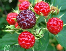 冬天的草莓多少钱一斤,草莓多少块钱一斤