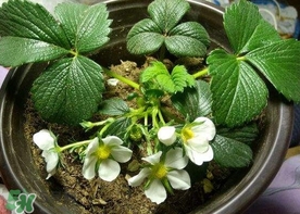 菠萝蜜苗多少钱一棵,菠萝蜜苗多少钱一颗