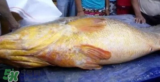 黄唇鱼可以买卖吗,最贵的黄唇鱼卖了多少