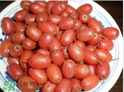 羊奶子是什么植物?,羊奶子是什么类植物