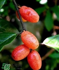 奶羊什么时候有奶,羊奶果什么时候成熟