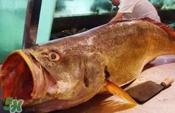 黄唇鱼可以养殖吗,人工养殖黄唇鱼