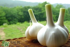 怎样才能让蒜头不发芽,大蒜头怎么放不发芽 怎样才能让蒜头不发芽,大蒜头怎么放不发芽