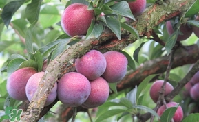 三华李多少钱一斤2021,三华李多少钱一斤?