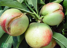 油桃裂果什么原因造成的,油桃裂果什么原因