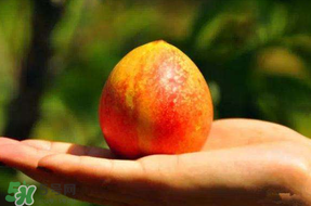 油桃是脆的还是软的,桃子变软了还能吃吗