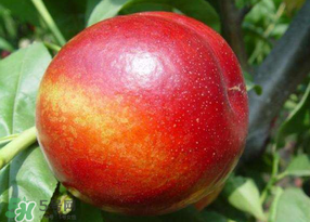 毛桃和油桃,什么桃没有毛