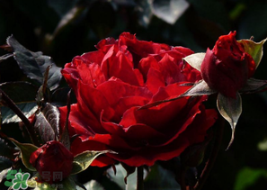 母亲节可以送玫瑰花吗?,送母亲玫瑰花合适吗