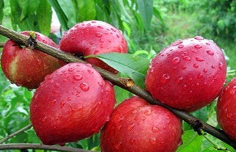 油桃不能和什么一起吃 吃油桃禁忌须知,油桃不能和什么一起吃?