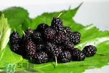 桑葚酒可以加蜂蜜一起喝吗?,桑葚泡酒用什么酒