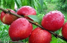 孕妇可以吃油桃吗早期,孕妇可以吃油桃吗孕中期 孕妇可以吃油桃吗早期,孕妇可以吃油桃吗孕中期