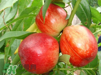 孕妇一天能吃几个油桃子,孕妇一天能吃几个油桃?