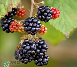 树莓价格多少钱一斤,树莓的价格