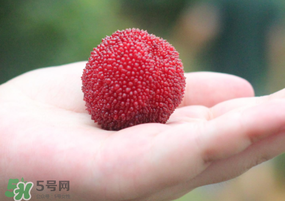 杨梅树多少钱一颗,正宗杨梅酒多少钱一斤 杨梅树多少钱一颗,正宗杨梅酒多少钱一斤