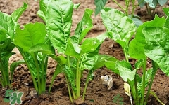 厚皮菜的功效和禁忌,厚皮菜哪些人不适宜吃