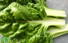 孕妇能不能吃厚皮菜,厚皮菜的功效和作用禁忌 孕妇能不能吃厚皮菜,厚皮菜的功效和作用禁忌