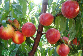 油桃和西瓜能一起吃吗会中毒吗,油桃和西瓜能一起吃吗孕妇