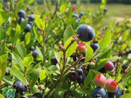 乌饭子一斤多少钱,乌饭子怎么吃