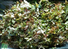 乌树叶的功效和作用,乌树叶是什么树