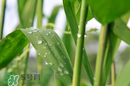 粽子是用什么叶子包出来的,包粽子用的叶子是什么