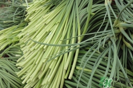 蒜薹怎么摘菜,蒜薹怎么摘出来