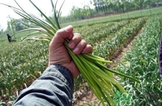 蒜薹是用什么长出来的,蒜苔是大蒜长出来的么