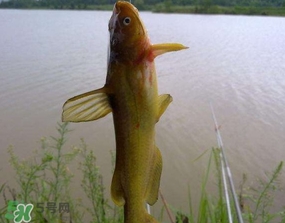 黄辣丁用什么饵料钓最好,钓黄辣丁用什么饵料