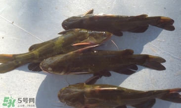 嘎鱼什么人不能吃,经常吃嘎鱼好吗