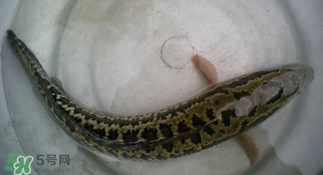 乌鳢鱼多少钱一斤,乌鲻鱼多少钱一斤