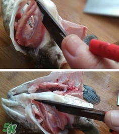 黑鱼怎样切鱼片,黑鱼怎么切片视频