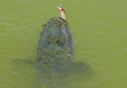 黑鱼是海鲜吗是发物吗,黑鱼是海鲜吗?