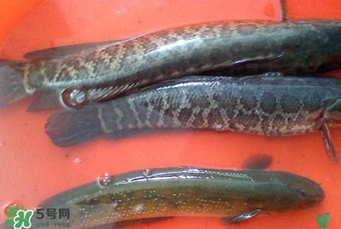 黑鱼哪里有卖,什么是黑鱼 黑鱼哪里有卖,什么是黑鱼