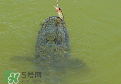 黑鱼是发物吗?,黑鱼是发物吗?手术后能不能吃 黑鱼是发物吗?,黑鱼是发物吗?手术后能不能吃