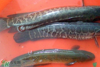 黑色的海鱼有哪些,海水黑鱼