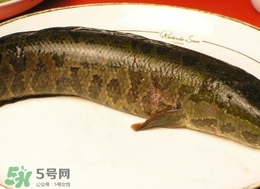 黑鱼怎么做好吃即简单又好吃视频,如何做黑鱼片好吃又简单