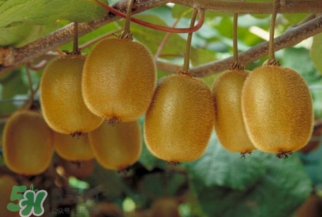 猕猴桃跟奇异果是一样的吗,猕猴桃什么品种最好吃