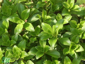 救心菜什么时候种,空心菜什么时候上市