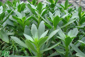 救心菜泡茶喝要晒干吗,喝救心菜茶有什么副作用