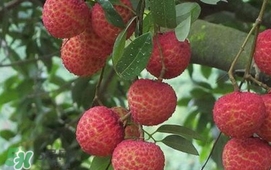 荔枝最贵的品种,荔枝有哪些品种 荔枝最贵的品种,荔枝有哪些品种